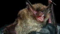Sudbury 'bat walks' helping conservationists learn more about local populations