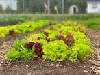 N.L. needs more provincial government support for agriculture sector, say advocates