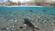 Yukon advocate says federal funding for salmon protection badly needed