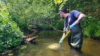 Nothing abnormal found in water samples taken after Cardigan fish kill, says DFO