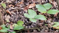 Death of Gordo the Massasauga rattlesnake is 'devastating' to the population in Windsor-Essex, expert says