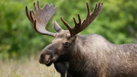 Researchers search for answers to declining moose population in northwestern Ontario