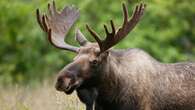 Hunters' lobby group calls for tweaks to Ontario's moose tag system