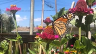 This hot summer is hard on more than your lawn — it's hurting food sources for monarch butterflies