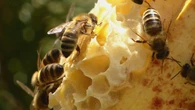 Could honeybees help us understand FASD? This Saskatoon researcher watches hives for clues