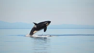 France rejects plan to send its last 2 captive orcas to live in Nova Scotia refuge