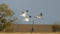 Whooping crane winter migration is prime time for birders in Sask.