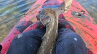 Oh deer! Fawns rescued from precarious situations in 2 N.S. communities