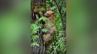 Rare spirit bear cub living near B.C. highway stirs excitement, concern, as word of its existence spreads