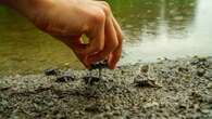 Hatch and release: One group's gamble to save at-risk baby turtles