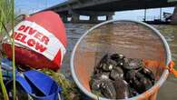 33,000 mussels were carefully moved by hand from site of Montreal's new Île-aux-Tourtes Bridge