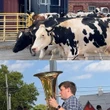 A ballad for bovines: tuba player serenades cows