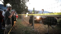 B.C. ostrich cull: Answering your questions after Supreme Court of Canada's reprieve