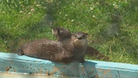 New disease harming otters in Bras d'Or lakes