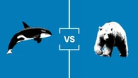 Search for B.C.'s Best Symbol: Animal Championship
