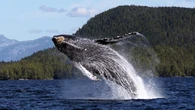 B.C. Ferries alters Northern Expedition schedule amid efforts to avoid hitting humpback whales