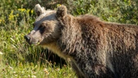 4 grizzly bears killed by hunters through Alberta's 'problem wildlife' program so far