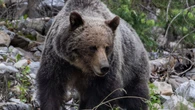 'No plans right now' for grizzly hunting season in Alberta, minister says as rural residents call for hunt