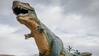 Could B.C. be the new home for Drumheller's giant T-Rex? This Tumbler Ridge woman hopes so