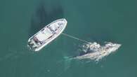 Fin whale found dead, humpback rescued from fishing gear off B.C.'s North Coast: DFO