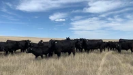 'Nothing grew': 4 southwest Sask. municipalities declare states of emergency due to drought