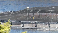 2 more mass salmon die-offs reported off south coast of Newfoundland