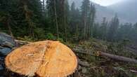 B.C. extends deferral of old growth logging in Vancouver Island's Fairy Creek watershed, again