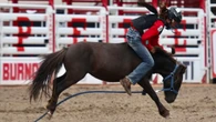 Entertainment or abuse? A closer look at the divisive world of wild pony racing
