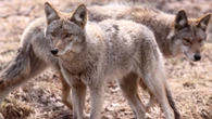2 problem coyotes in downtown Toronto have been euthanized, city says