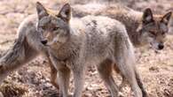 Etobicoke residents rattled by pack of coyotes living in Princess Margaret Park