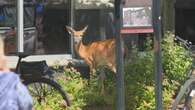 Doh! A deer escapes a capture attempt at City Hall Square