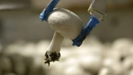 Apples, mushrooms and corn. Made-in-Kitchener robots are working farmers' fields