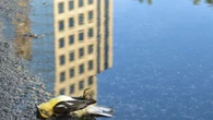 In just a day, volunteers found hundreds of birds that crashed into GTA buildings