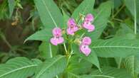 Watershed groups help clear a tonne of invasive species from reserve