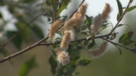 What's with the white stuff? Why the N.W.T. has so much tree fluff this summer