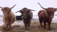 Highland games: Scammers stealing photos of popular cattle breed for online fraud scheme