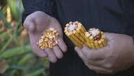 More P.E.I. growers picking corn as a 'win-win' crop 