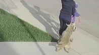 Coyote that attacked people in northwest Calgary destroyed, city says