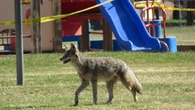 After 3 coyote attacks on humans, city asks northwest Calgary residents to be on alert