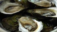 First case of dermo disease detected in N.L. oysters