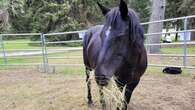 Keeping the Ojibwe horse alive at Quetico Provincial Park