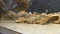 P.E.I. hatchery boosting production to help oyster industry cope with MSX  