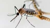 Rare mosquito-borne virus with no cure and no vaccine now confirmed in Canada