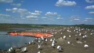 CNRL was fined $278K after hundreds of birds died in a tailings pond. Now it has launched an appeal