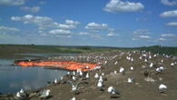 Appeal launched by CNRL in tailings pond bird deaths rejected by Alberta regulator