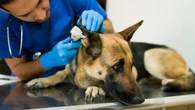B.C. veterinarian oversight body faces possible insolvency, asks vets to pay more