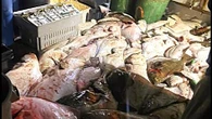 Fisherman gets $76,000 in fines plus fishing ban for illegal catch