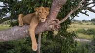 Jacob the Ugandan lion survived poacher traps and croc-infested waters. Now he's looking for love