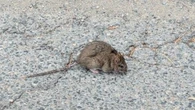 Rat sightings on the rise in some Sudbury neighbourhoods