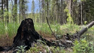 Fires restricted in much of Yukon as weather warms